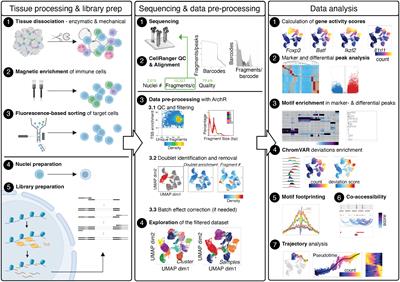 Using single-cell chromatin accessibility sequencing to characterize CD4+ T cells from murine tissues